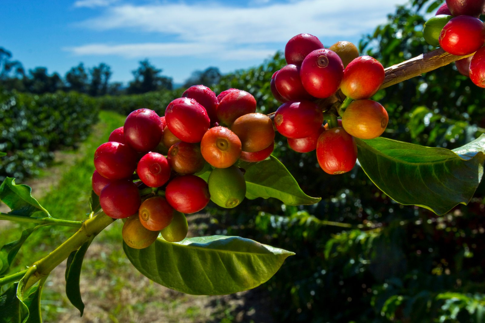 Cooxupé inicia pagamento de R$ 622 milhões a mais de 20 mil cafeicultores