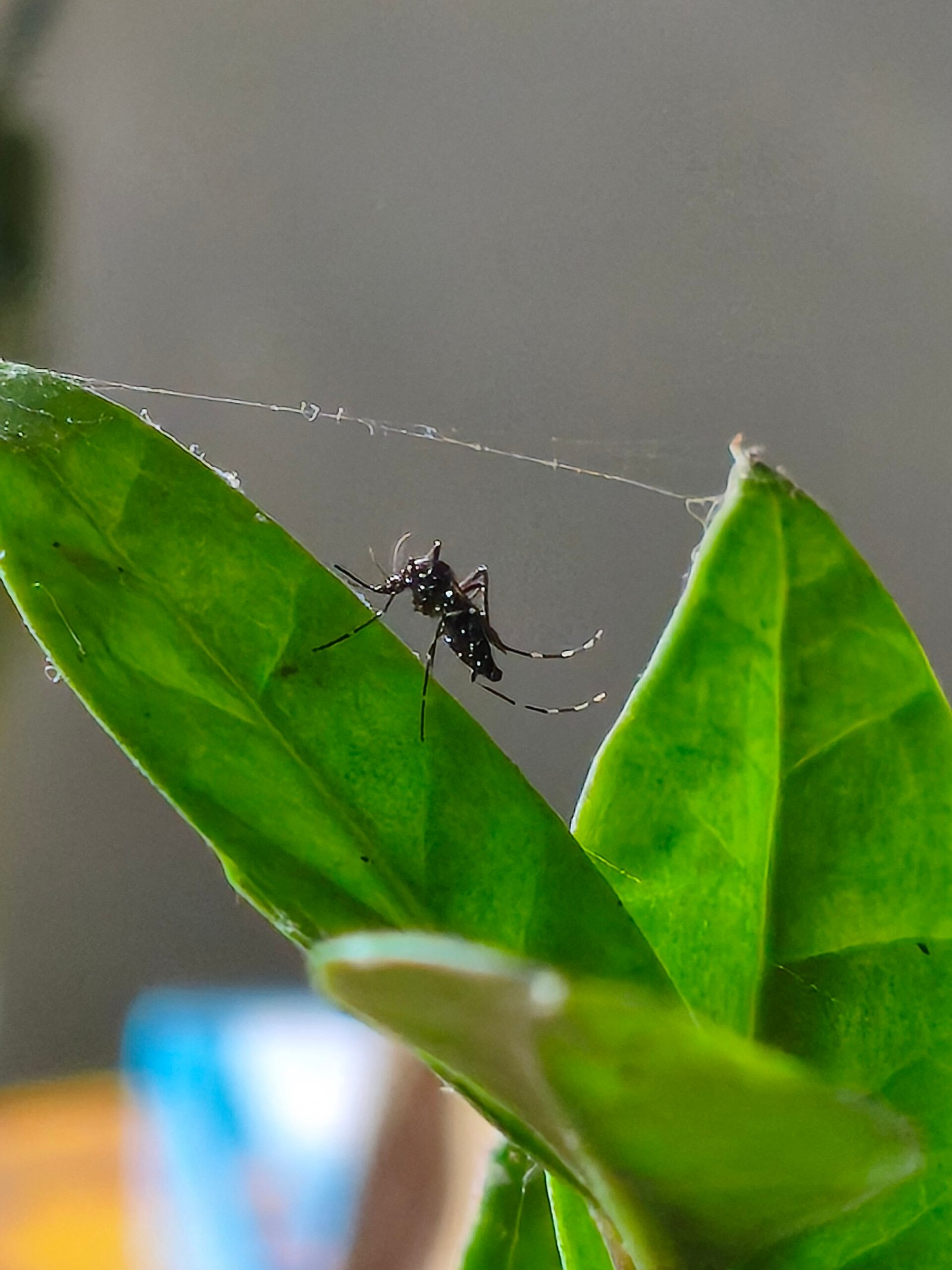 Mutirão da Dengue atende moradores do Rio Verde nesta quarta (12) em Varginha